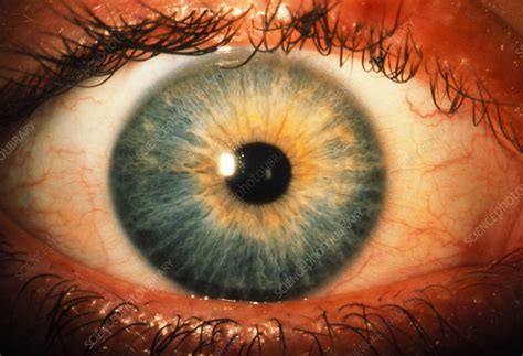 Close Up Of A Healthy Blue Human Eye Stock Image P4200330