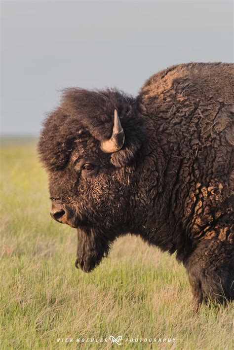 Got To Capture This American Bison In Badlands National Park And The