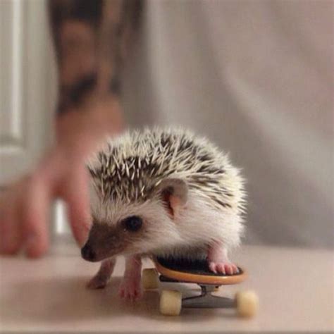 Image Result For Really Cute Baby Hedgehogs Cute Animals