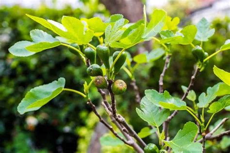 11 Different Types Of Fig Trees Plus Interesting Facts Nayturr