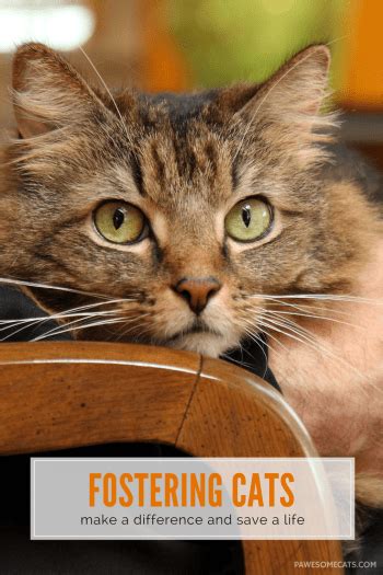 You Can Make A Difference By Fostering Cats