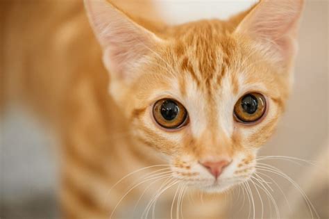 2020 popular 1 trends in men's clothing, consumer electronics, toys & hobbies, home & garden with tabby cat cat and 1. Everything About Tabby Cats: Facts and Personality ...