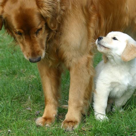 Golden Retriever Puppy And Elder Golden Retriever Rob Kleine Flickr