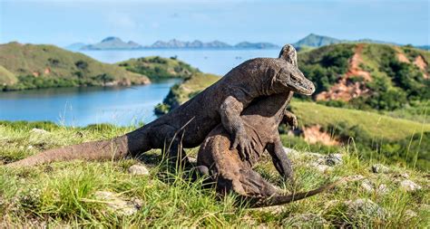 The big difference between the two is that comodo has a very high priority on user privacy and security, while google chrome is known to collect personal data and browsing habits. Top 8 Komodo Dragon Facts Before You See It - Wandernesia