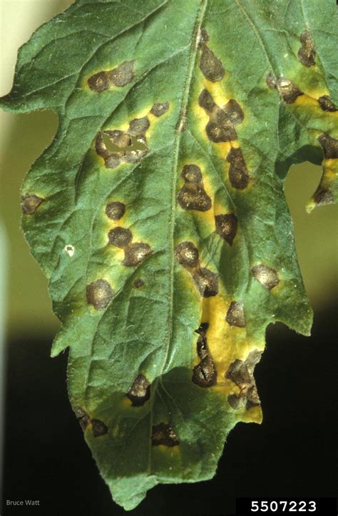 Septoria Leaf Spot Septoria Lycopersici