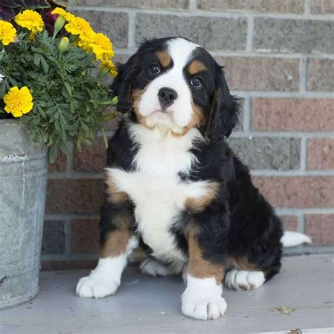 79 Saint Bernese Mountain Dog Puppies For Sale Pic Bleumoonproductions