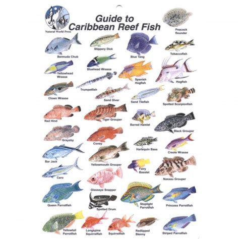 Fish Id Card Caribbean Reef Fish Blue Water Sports Fish Chart Fish