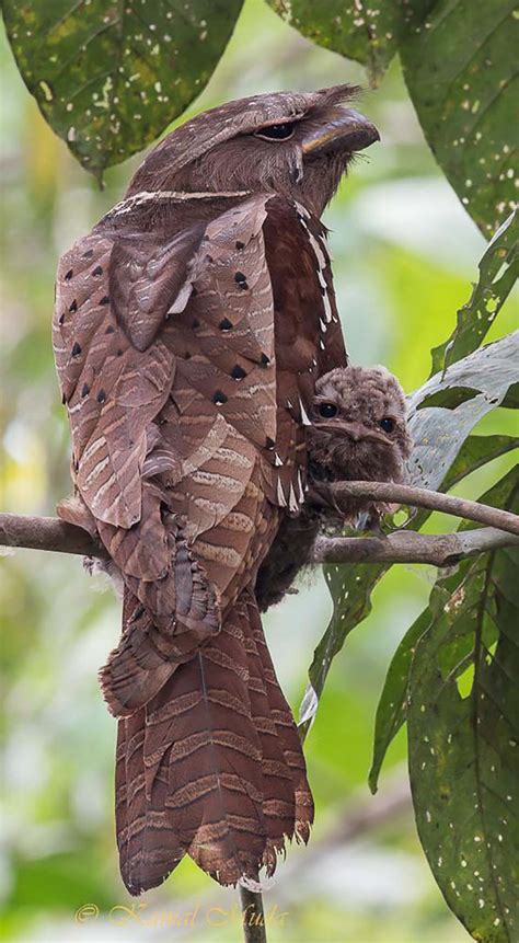 Logging of its habitat poses a risk to its survival. Pájaros hermosos de los que posiblemente no has escuchado ...