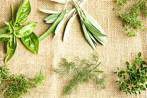 Preserving Fresh Herbs Ways For Summer Flavour Year Round The