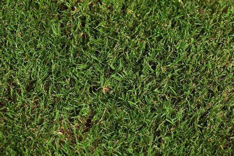 Tiftuf Bermuda Best Sod Grass In Texas Tri Tex Grass