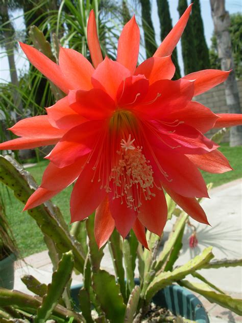 Flowering Cactus Plants Identification