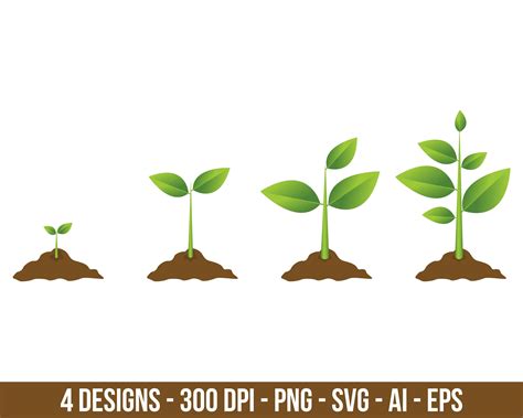 Growing Plant Process Clipart Set Digital Images Or Vector Etsy