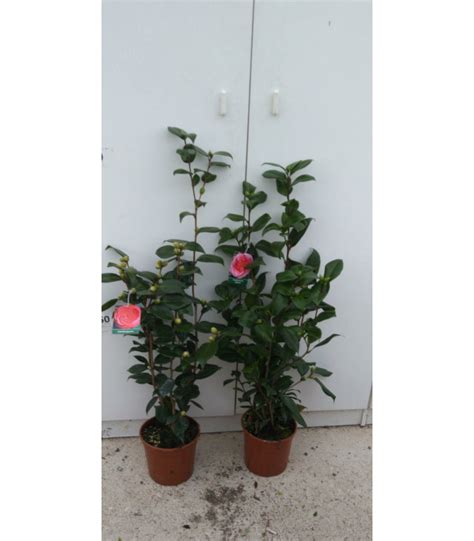 Fiore, fiori, fiori, papaveri rosa con sfondo blu, arte, fiorire png. PIANTA DI CAMELIA JAPONICA ROSA IN VASO - -Piante da fiore ...