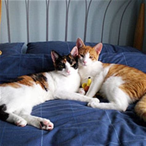 The tiny hoglets, as they are known, had refused milk from a syringe, a bottle, and a saucer for two days, according to sadgorod it's not the first time a cat has nursed orphaned hedgehogs in the country. Cats Protection | Adopt a cat | Success stories | Cat ...