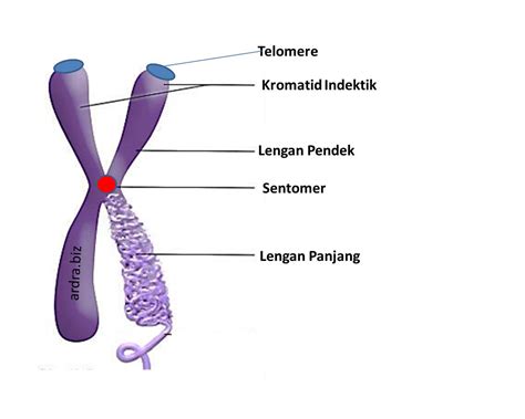 Struktur Kromosom Dan Jenis Jenis Kromosom Biologi Edukasi Belajar Riset