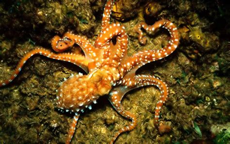 American E Store Octopus Eight Legs Thousands Eggs