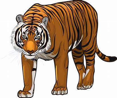 Tiger Transparent Clipart Bengal Animated Backgrounds Pngio