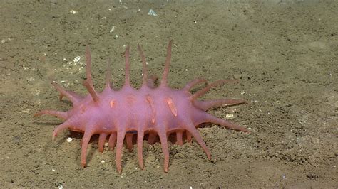 Weirdly Alien Looking Sea Creatures Discovered From The