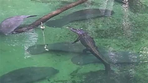 See This Alligator Swim Peacefully Alongside Manatees Youtube