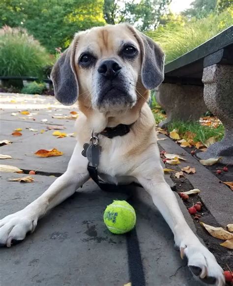 35 Beagles Mixed With Pug The Paws