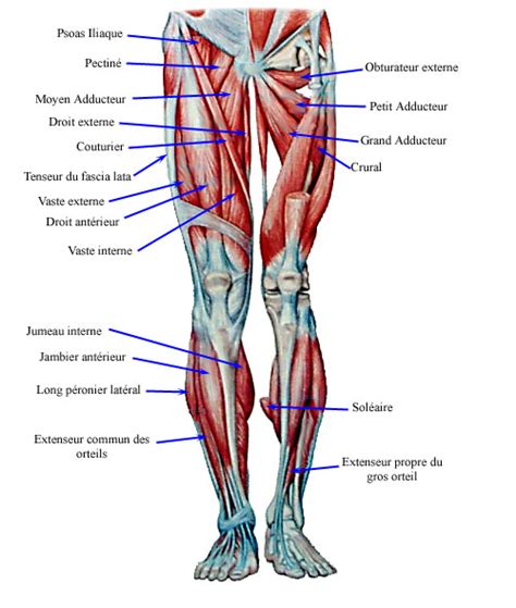 Vaughans Blog The Muscles In The Leg
