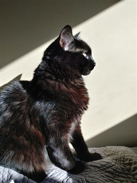 Black Cat Shiny Coat Cats Black Cat Animals