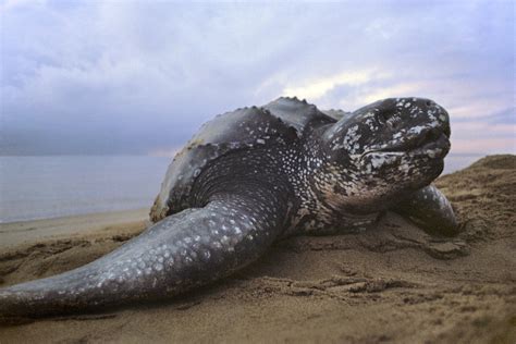World Turtle Day The Leatherback Turtle S Mouth Is Terrifying Metro News