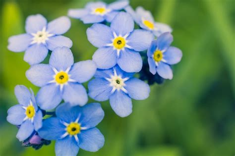Premium Photo Blue Forget Me Not Flowers