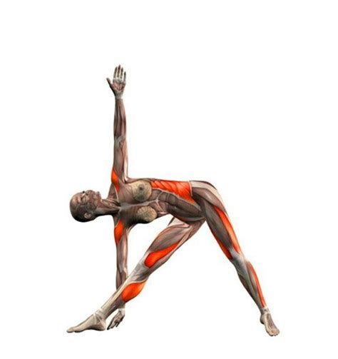 Trikonasana Yoga Anatomy Yoga Asanas Yoga Benefits