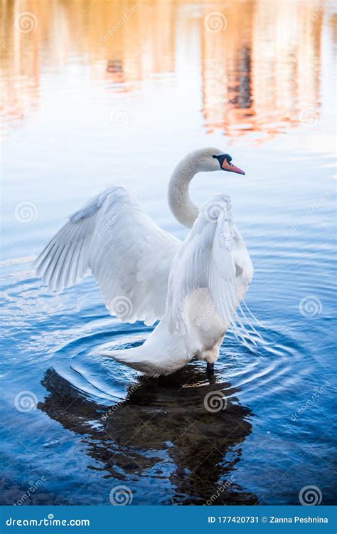 White Swan Is Flapping Its Wings On A Lake Stock Image Image Of Lake