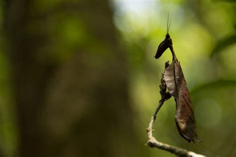 Dead Leaf Mantis The Batman Of The Mantis Crew The Dead Leaf Mantis
