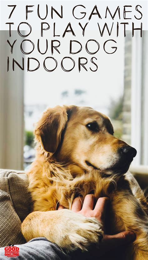 Seven Fun Games To Play With Your Dog Indoors Dog Games