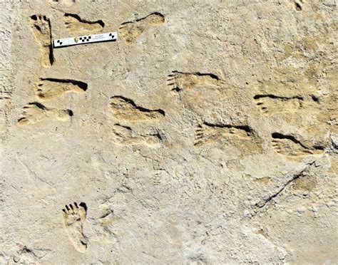 Trace Fossils Footprints