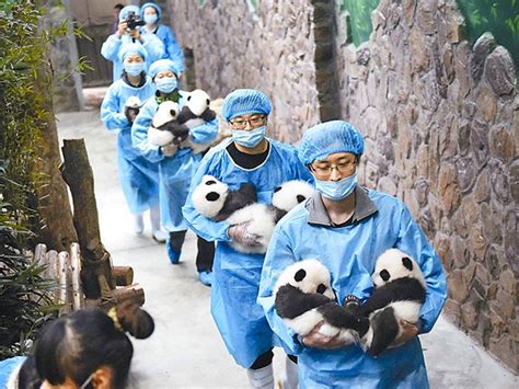 Chengdu Research Base Of Giant Panda Breeding Sichuan History And What