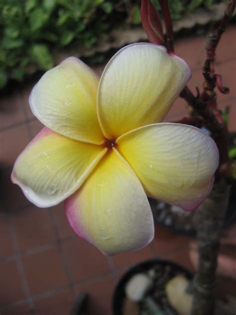 Plumeria is a character from pokémon adventures. Pin by Beverly Seeto on Flowers | Frangipani, Tropical ...