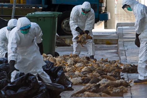 First Human Case Of H7n9 Bird Flu Found In North America The