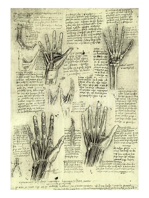 Functions Of Human Hand Giclee Print By Leonardo Da Vinci At