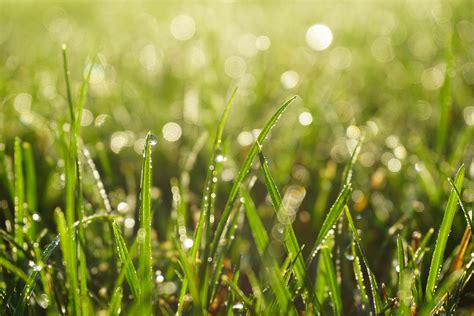 Grass Dew Drops On Green Grasses Nature Image Free Photo