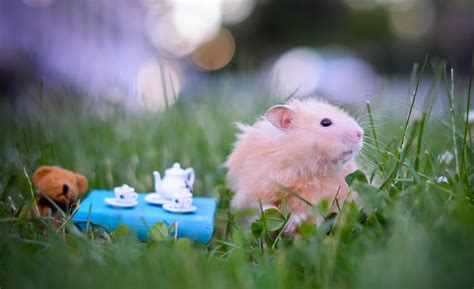 Baby Hamsters Wallpapers Wallpaper Cave