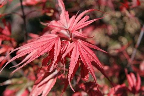 Acer Nishikis Red Spire Japanese Maple 8 Pot Hello Hello Plants