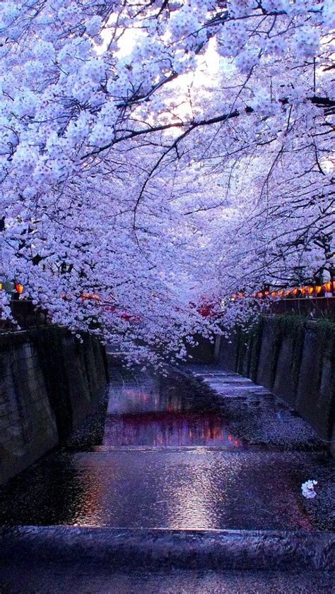 Cherry Blossom In Tokyo Wallpaper Backiee