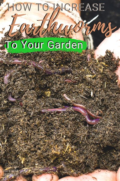 5 Ways To Attract More Earthworms To Your Garden Earthworms