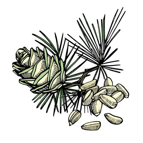 nueces de pino y ejemplo exhausto de la mano del vector del cono del cedro ilustración del