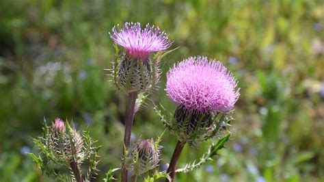 Florida Thistles Can Produce Up To 4000 Seeds Per Plant