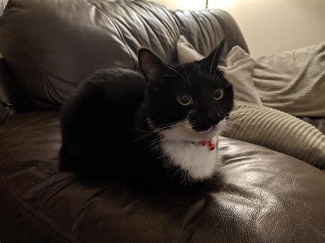 Loki Demonstrating Perfect Cat Loaf Technique Rcatloaf