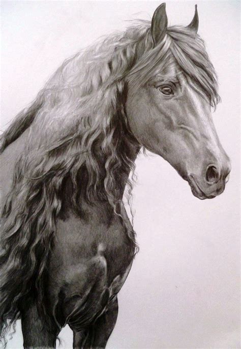 this horse has a wonderful soft eye….. Horse Sketch Art, Horse Art