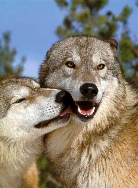 29 Cute Wolf Pictures That Will Melt Your Heart A Little