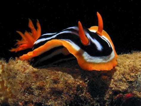 Nudibranch Sea Slug Blue Sea Slug Slugs