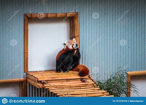 Red Panda Sitting Next To A Door To An Indoor Enclosure At The John