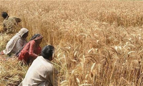 The Government S Ignorance Of The Wheat Shortage Warnings Led To The